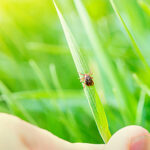 tick on plant in yard