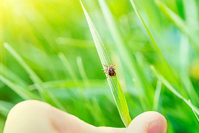 tick on plant in yard