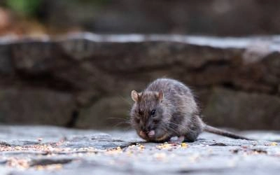 Rodent eating on sidewalk | Magic Local Pest Control serving Flushing, NY