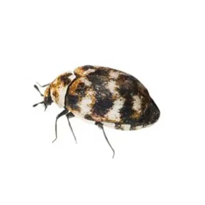 Varied Carpet Beetle up close white background - Magic Exterminating in Flushing NY