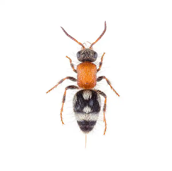 Velvet Ant Wasp up close white background - Magic Exterminating in Flushing NY