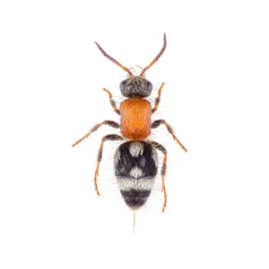 Velvet Ant Wasp up close white background - Magic Exterminating in Flushing NY