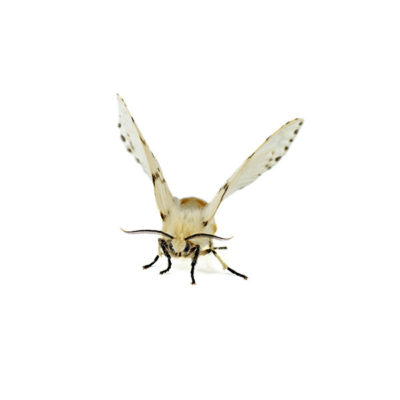 Webworm up close white background