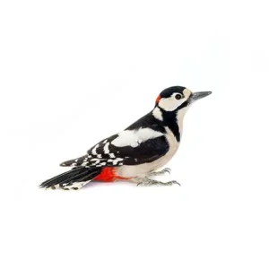 Woodpecker up close white background - Magic Exterminating in Flushing NY