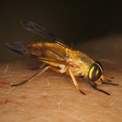 Yellow Fly up close