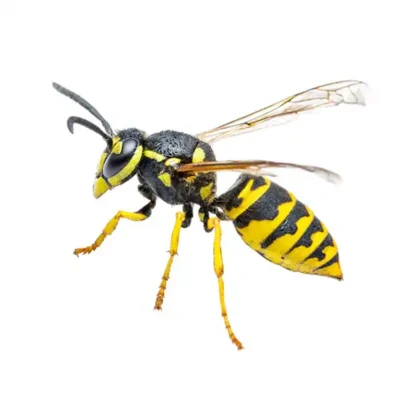Yellowjacket up close white background - Magic Exterminating in Flushing NY